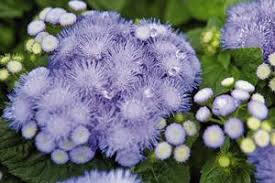 Ageratum "Hawaii Blue" 4 Plant-Pak