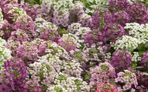 Alyssum 3 Plant-Pak