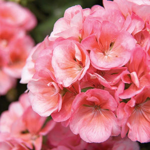 Geraniums "Americana" Single Plant