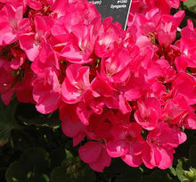 Load image into Gallery viewer, Geraniums &quot;Americana&quot; Single Plant
