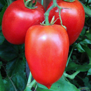 Tomato "Blue Beach" (Amish Paste) 4 Plant-Pak