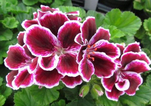 martha washington geranium seeds for sale Geranium "Martha Washington" Single Plant – Country Side Gardens