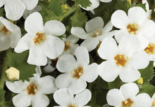 Load image into Gallery viewer, Bacopa &quot;Gulliver&quot; Single Plant
