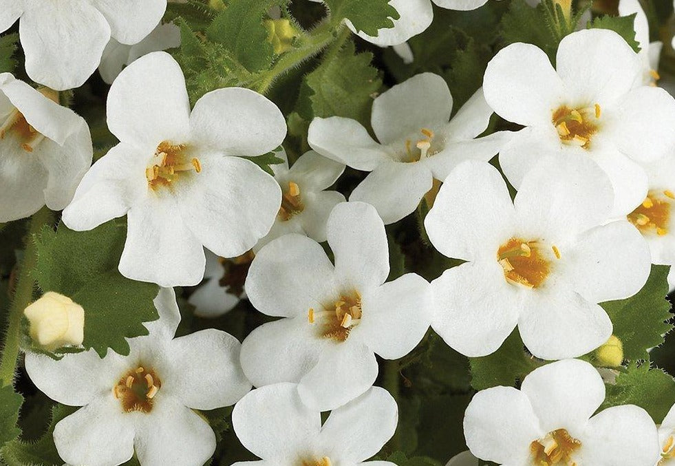 Bacopa 