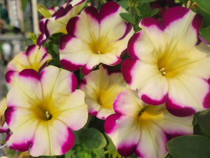 Petunia "Headliner" Series Single Plant