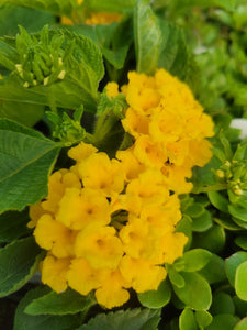 Lantana Single Plant