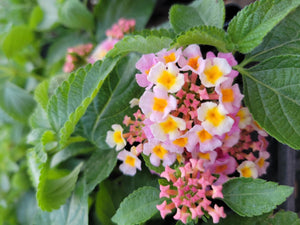 Lantana Single Plant