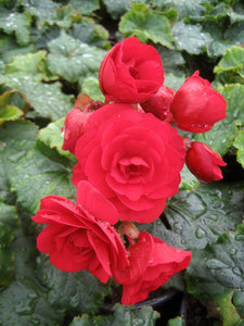 Begonia  Single Plant