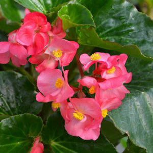 Begonia "Hybrid" Single Plant