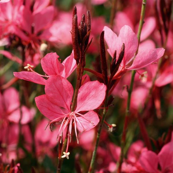 Gaura 