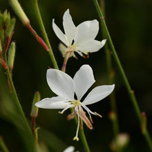 Load image into Gallery viewer, Gaura &quot;Belleza&quot; Single Plant
