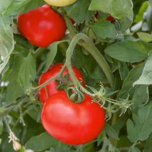 Tomato "Best Boy" 4 Plant-Pak