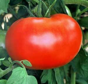 Tomato "Better Boy" 4 Plant Pak