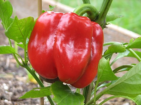 Bell Pepper Single Plant