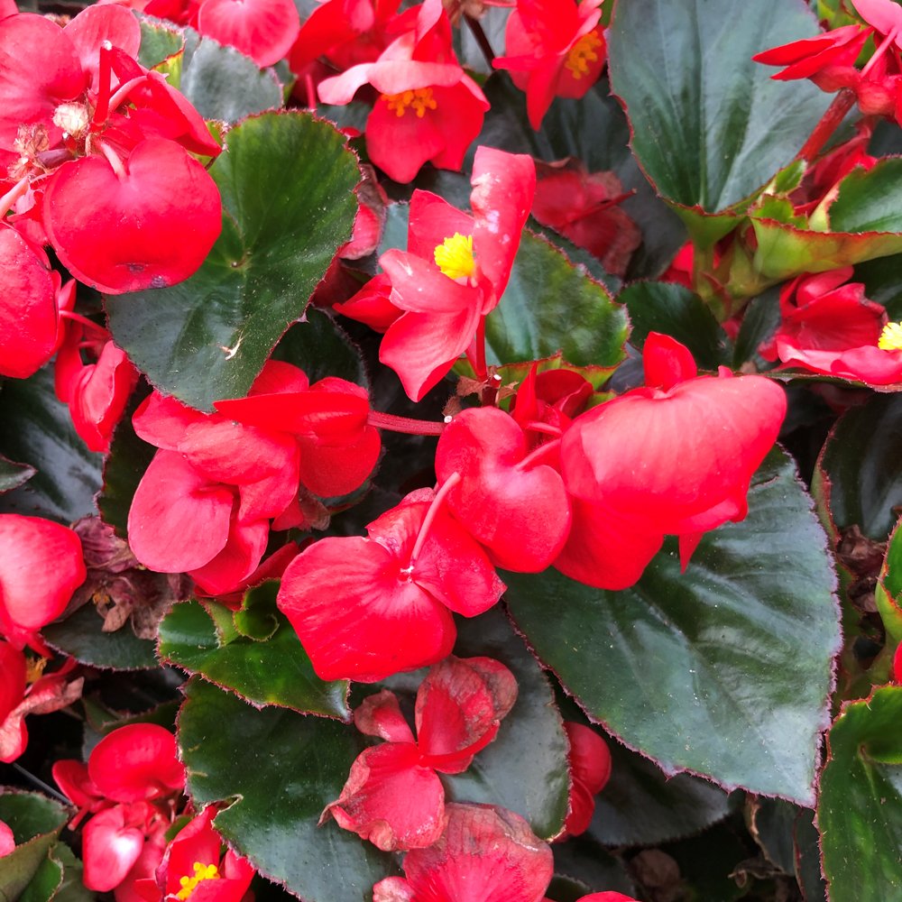 Begonia 