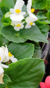 Begonia "Hybrid" Single Plant