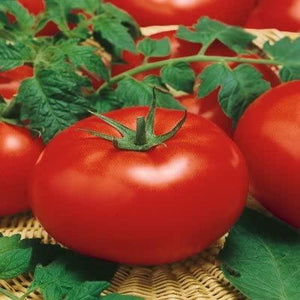 Tomato "Big Beef" 4 Plant Pak