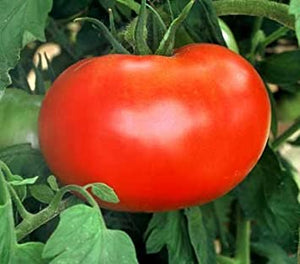 Tomato "Big Boy" 4 Plant Pak