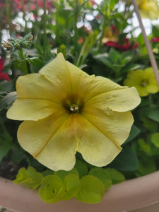 Petunia "Crazytunia" Single Plant