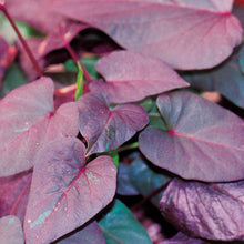 Load image into Gallery viewer, Sweet Potato Vine  Single Plant
