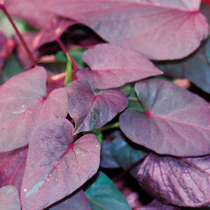 Sweet Potato Vine  Single Plant