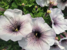 Load image into Gallery viewer, Petunia &quot;Crazytunia&quot; Single Plant
