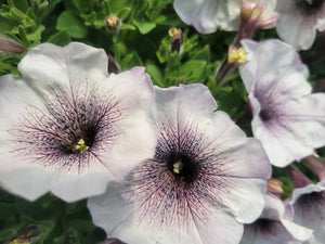 Petunia "Crazytunia" Single Plant