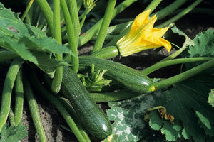 Zucchini "Black Beauty" 3 Plant-Pak