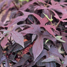 Load image into Gallery viewer, Sweet Potato Vine  Single Plant
