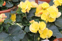 Load image into Gallery viewer, Begonia  Single Plant
