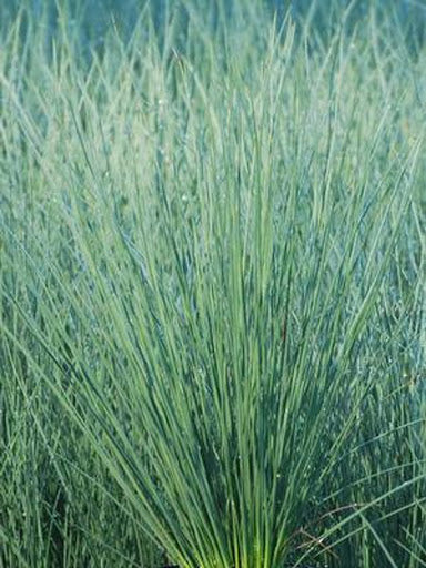 Blue Arrows Grass Single Plant