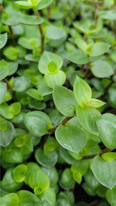 Bolivian Wandering Jew Single Plant