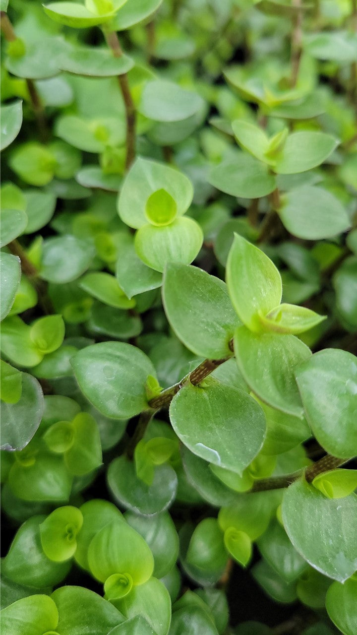 bolivian jew hanging plant Bolivian Wandering Jew Single Plant – Country Side Gardens
