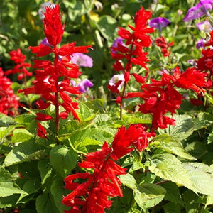 Salvia Assorted 4 Plant-pak