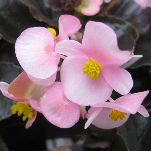 Begonia "Cocktail" 4 Plant-Pak