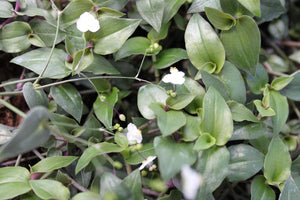 Bridal Veil Vine Single Plant