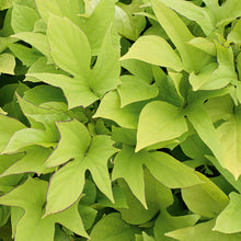 Load image into Gallery viewer, Sweet Potato Vine  Single Plant
