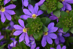 Scaevola "Brilliant" Single Plant