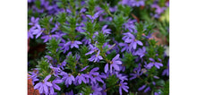 Load image into Gallery viewer, Scaevola &quot;Brilliant&quot; Single Plant
