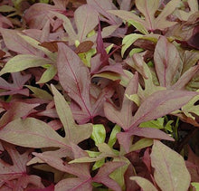 Load image into Gallery viewer, Sweet Potato Vine  Single Plant
