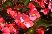 Load image into Gallery viewer, Begonia &quot;Hybrid&quot; Single Plant
