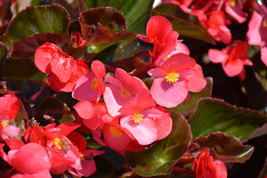 Begonia "Hybrid" Single Plant