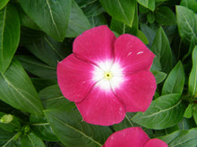 Load image into Gallery viewer, Vinca &quot;Pacifica&quot; 4 Plant-Pak
