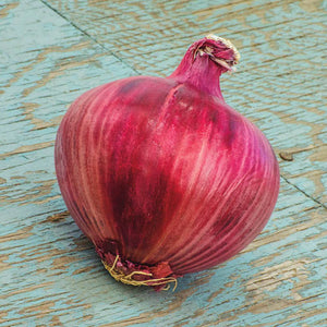 Onion 3 Plant-Pak