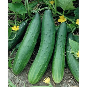 Cucumber 3 Plant-Pak