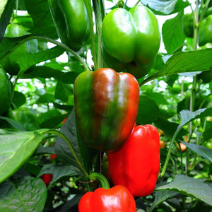 Bell Pepper Single Plant