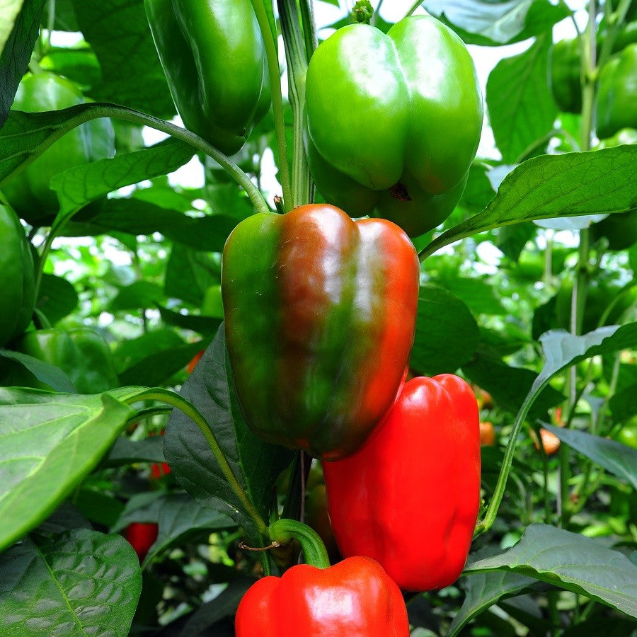 Bell Pepper  4 Plant-Pak