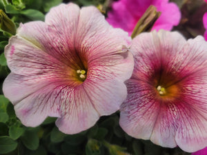 Petunia "Potunia" Single Plant