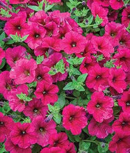 Load image into Gallery viewer, Petunia &quot;Waves&quot; Single Plant
