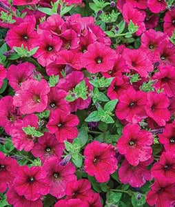 Petunia "Waves" Single Plant